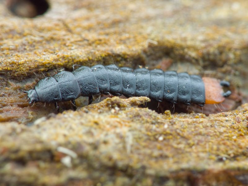 Lygistopterus sanguineus (Linnaeus, 1758)